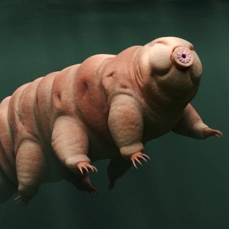 Tardigradi - Getty Images - Getty Images