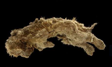 Un cucciolo di leone delle caverne incredibilmente ben conservato è stato trovato nel gelido sottosuolo in Siberia (Reuters) / Valery Plotnikov