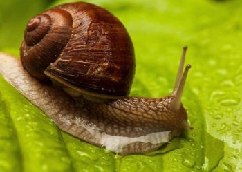 La bava di lumaca è la nuova tendenza per una pelle perfetta – ma ne vale la pena?