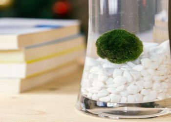 Decora la tua casa con queste quattro simpatiche specie dalle forme insolite!  Guarda come lo fai