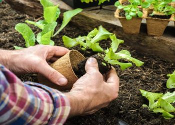 Le piante possono ammalarsi di cancro oppure no?  Scopri cosa dice la scienza su questo argomento!