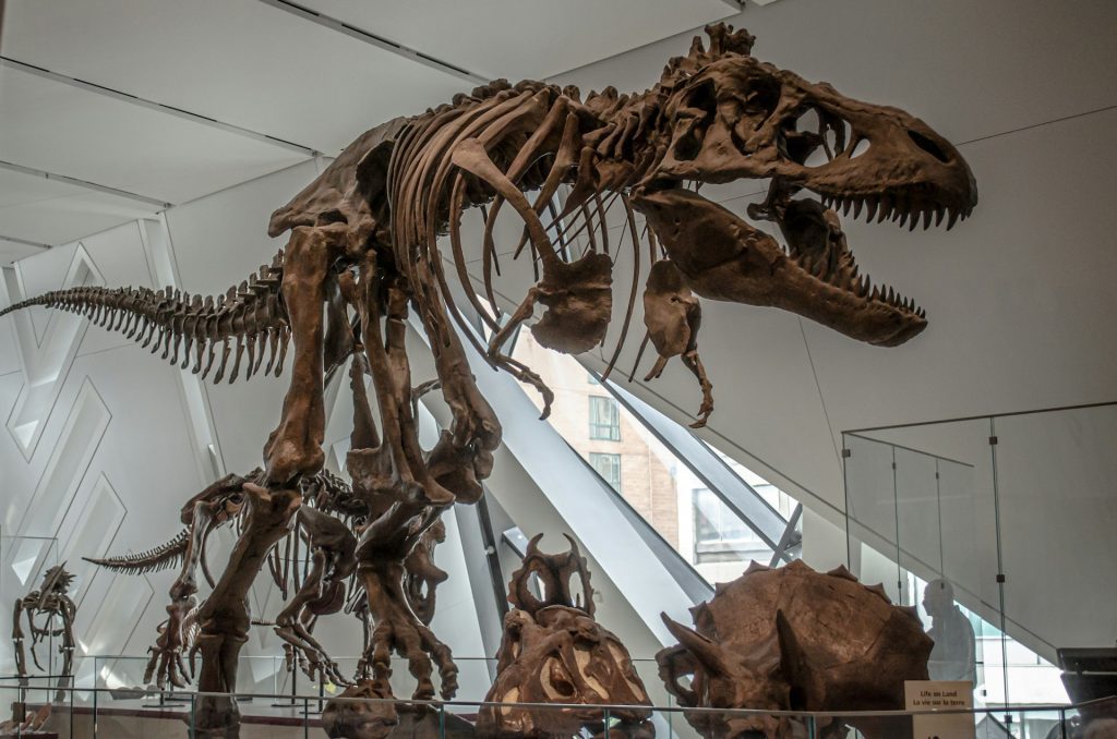 Fossili di dinosauro al Museo dell'Ontario.  (Foto: Narciso Arellano/Unsplash)