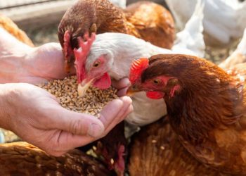 Una selezione delle razze più esotiche