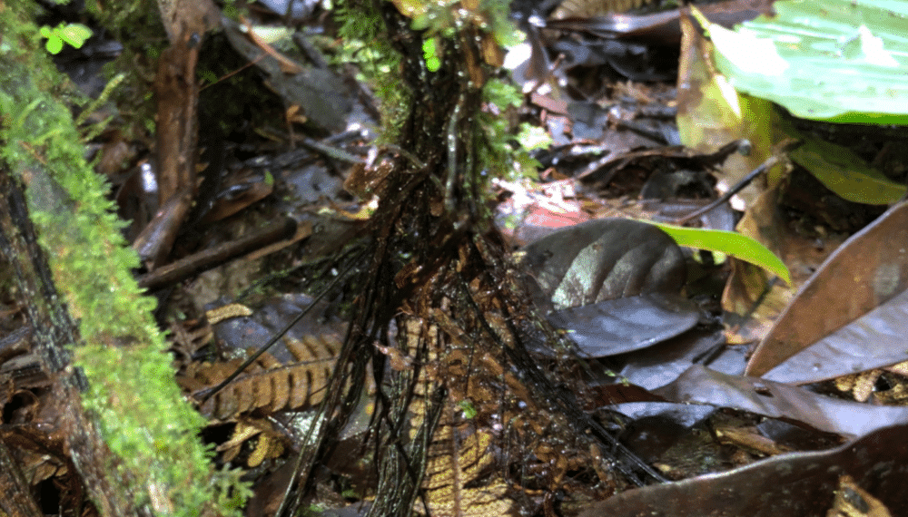 Una nuova scoperta scientifica identifica la felce Cyathea rojasiana e la sua capacità di trasformare le fronde morte in radici