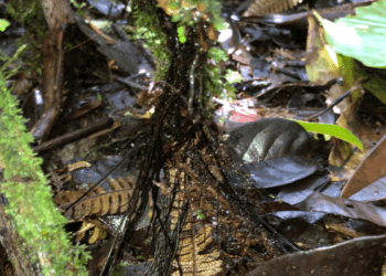 Una nuova scoperta scientifica identifica la felce Cyathea rojasiana e la sua capacità di trasformare le fronde morte in radici
