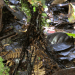 Una nuova scoperta scientifica identifica la felce Cyathea rojasiana e la sua capacità di trasformare le fronde morte in radici Una nuova scoperta scientifica identifica la felce Cyathea rojasiana e la sua capacità di trasformare le fronde morte in radici