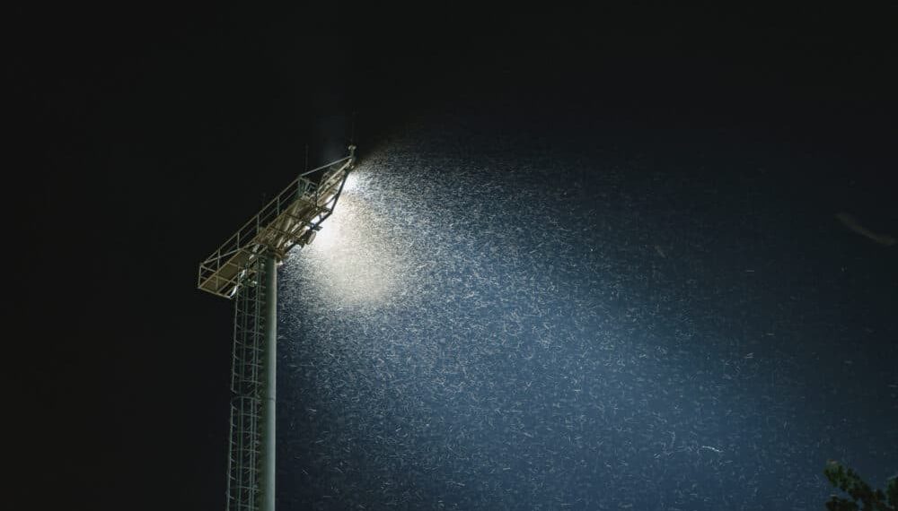 Scopri il sorprendente motivo per cui gli insetti sono attratti dalla luce Scopri il sorprendente motivo per cui gli insetti sono attratti dalla luce