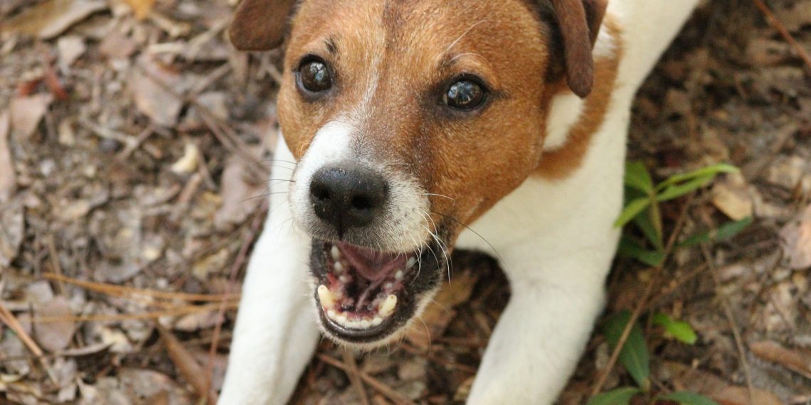 Uno studio ha rivelato che i cani capiscono le parole come gli umani Uno studio ha rivelato che i cani capiscono le parole come gli umani