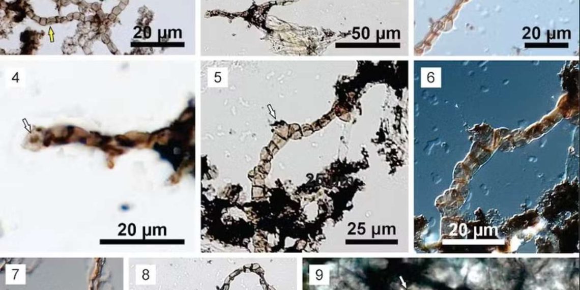 I ricercatori hanno trovato un fossile di 540 milioni di anni in MG I ricercatori hanno trovato un fossile di 540 milioni di anni in MG