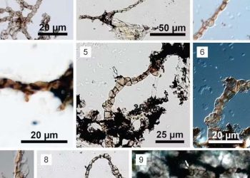 I ricercatori hanno trovato un fossile di 540 milioni di anni in MG