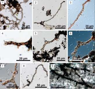 Un fossile di 540 milioni di anni è stato scoperto nel Minas Gerais