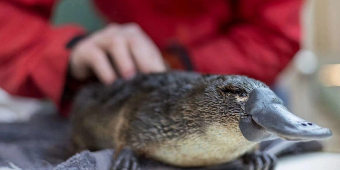Carino?  Non tanto!  4 mammiferi velenosi a cui dovresti stare attento