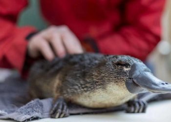 Carino?  Non tanto!  4 mammiferi velenosi a cui dovresti stare attento