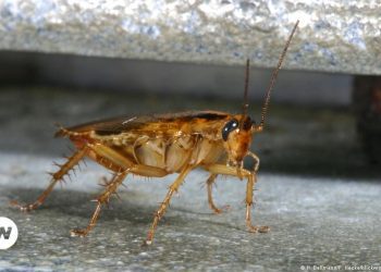 Come lo scarafaggio tedesco ha conquistato il pianeta – DW – 26/05/2024