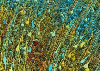 Le immagini rivelano in dettaglio un millimetro cubo del cervello umano;  Vedi |  tecnologia