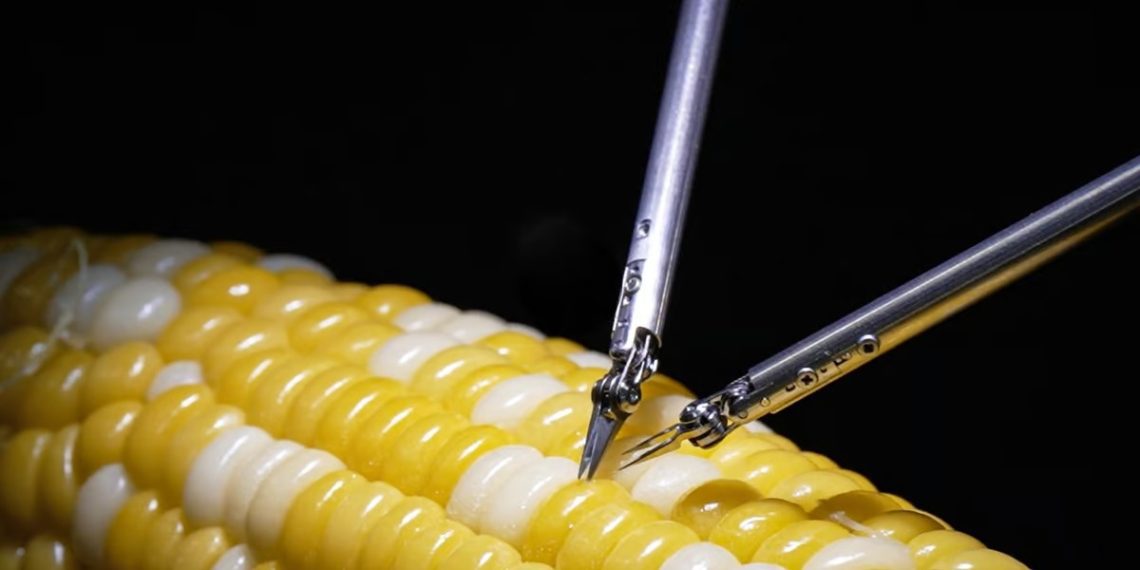 Un nuovo robot può eseguire “microchirurgia” sul mais;  Guarda il video |  tecnologia