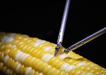 Un nuovo robot può eseguire “microchirurgia” sul mais;  Guarda il video |  tecnologia