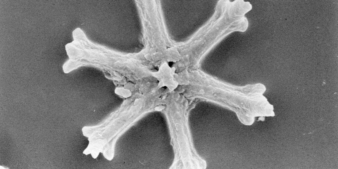 Svelare i segreti del tempo: l’intelligenza artificiale sta rivoluzionando lo studio dei minuscoli fossili