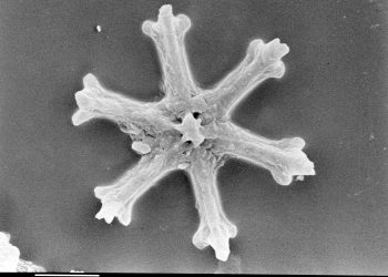 Svelare i segreti del tempo: l’intelligenza artificiale sta rivoluzionando lo studio dei minuscoli fossili