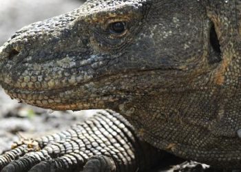 Scoprire i veri draghi potrebbe aiutare i dentisti