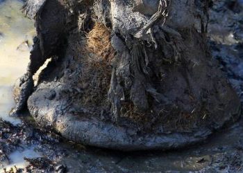 Determinata la struttura cromosomica di un mammut congelato – 15/07/2024 – Scienza