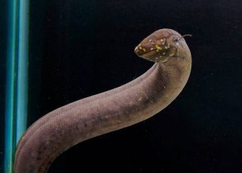 I pesci sudamericani sono gli animali con il genoma più grande sulla Terra – 17/08/2024 – Scienza