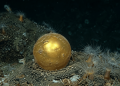 Svelato il mistero della “sfera dorata degli abissi” Svelato il mistero della “sfera dorata degli abissi”