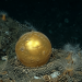 Svelato il mistero della “sfera dorata degli abissi” Svelato il mistero della “sfera dorata degli abissi”