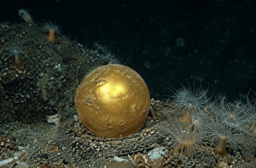 Svelato il mistero della “sfera dorata degli abissi” Svelato il mistero della “sfera dorata degli abissi”